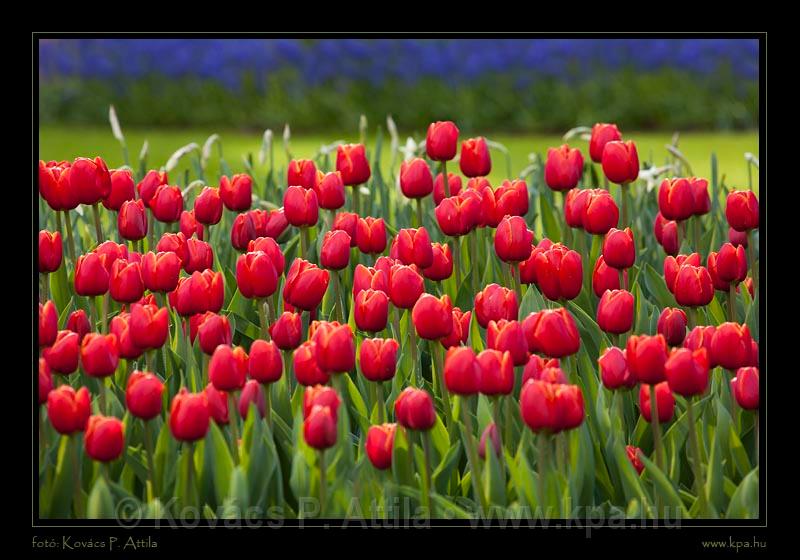 Keukenhof Hollandia 069.jpg